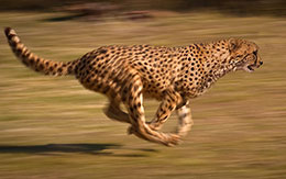 No es un leopardo. Feral suelta guepardos en el parque de Londres.